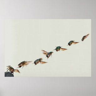 Start von Cetonia aurata Poster