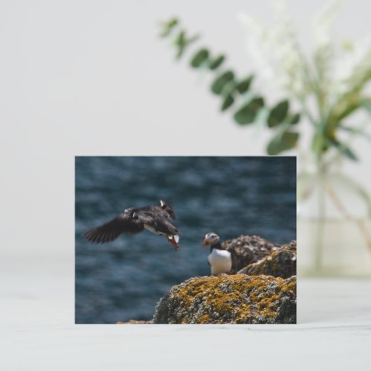 Start von Puffin Postkarte (Stehend Vorderseite)