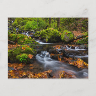 Starvation Creek Falls Columbia Gorge, Oregon Postkarte