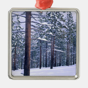 STATE PARK LAKE TAHOE, NEVADA. USA. Frischer Schne Silbernes Ornament