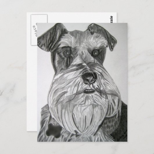 State Schnauzer Postkarte (Vorne/Hinten)