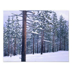 STATEPARK LAKE TAHOE, NEVADA. USA. Frischer Schnee Fotodruck