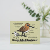 Statistik der Spoon-billed Sandpiper Postkarte (Stehend Vorderseite)