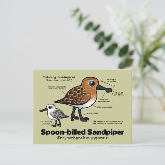 Statistik der Spoon-billed Sandpiper Postkarte (Stehend Vorderseite)
