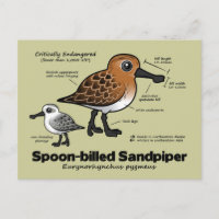 Statistik der Spoon-billed Sandpiper