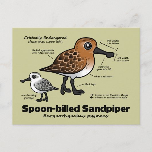 Statistik der Spoon-billed Sandpiper Postkarte (Vorderseite)