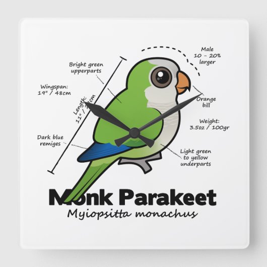 Statistik zum Mondparakeet Quadratische Wanduhr (Vorderseite)