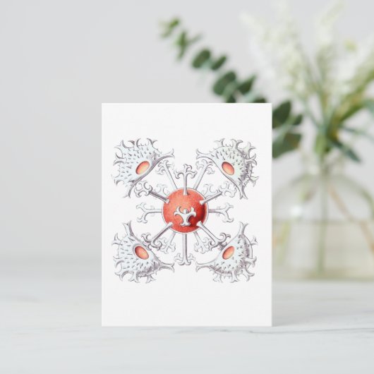 Staurastrum Postkarte (Stehend Vorderseite)