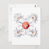 Staurastrum Postkarte (Vorne/Hinten)