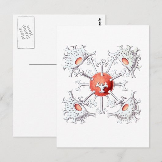 Staurastrum Postkarte (Vorne/Hinten)