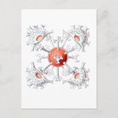 Staurastrum Postkarte (Vorderseite)