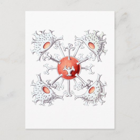 Staurastrum Postkarte (Vorderseite)