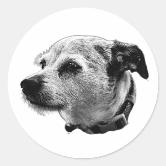 Steady Gaze Terrier Mix Sticker (Vorderseite)