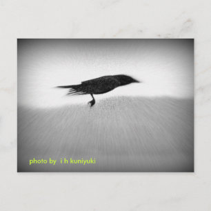 Stealth Crow Postkarte