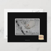 Stealth Kitty 1 Postkarte (Vorne/Hinten)