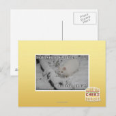 Stealth Kitty 1 Postkarte (Vorne/Hinten)