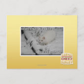 Stealth Kitty 1 Postkarte (Vorderseite)