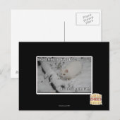 Stealth Kitty 1 Postkarte (Vorne/Hinten)