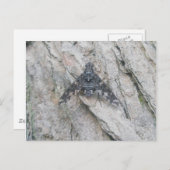 Stealth-Wing Fly-Postkarte Postkarte (Vorne/Hinten)