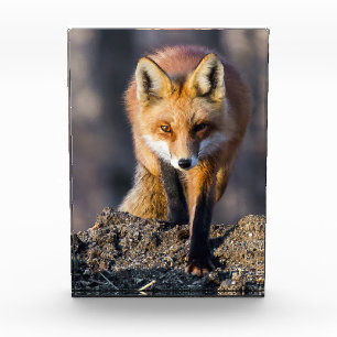 Stealthy Fox Fotoblock