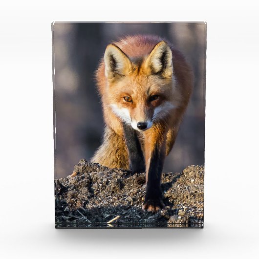 Stealthy Fox Fotoblock (Vorderseite)