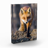 Stealthy Fox Fotoblock (Links)