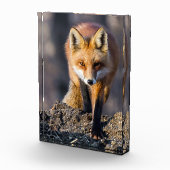 Stealthy Fox Fotoblock (Rechts)