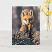 Stealthy Fox Karte (Gelbe Blume)