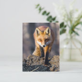 Stealthy Fox Postkarte (Stehend Vorderseite)