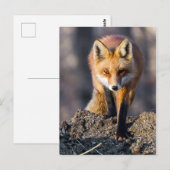 Stealthy Fox Postkarte (Vorne/Hinten)