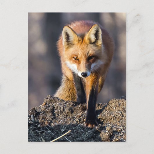Stealthy Fox Postkarte (Vorderseite)