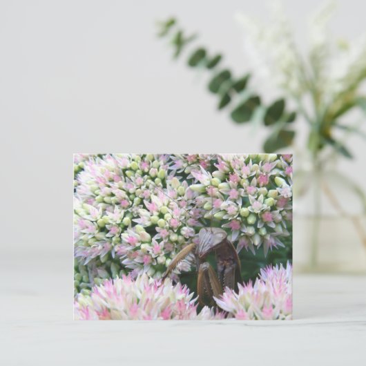 Stealthy Mantis ~ Postcard Postkarte (Stehend Vorderseite)