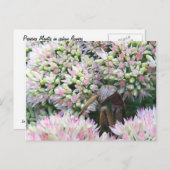 Stealthy Mantis ~ Postcard Postkarte (Vorne/Hinten)