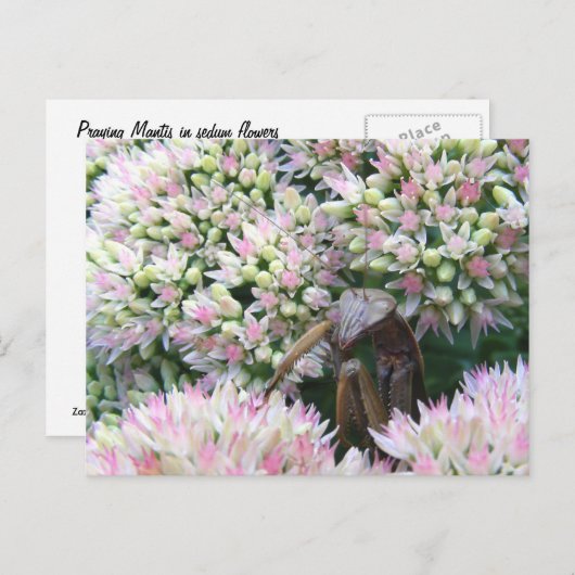 Stealthy Mantis ~ Postcard Postkarte (Vorne/Hinten)
