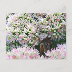 Stealthy Mantis ~ Postcard Postkarte