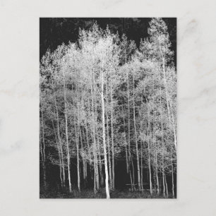 Steamboat, Routt-Landkreis, Colorado Postkarte