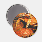 Steamed Maryland Hard Crabs Magnet (Vorderseite/Rückseite)