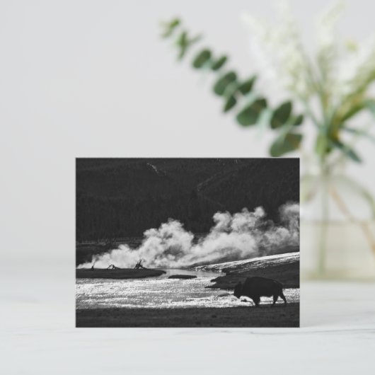Steaming Bison - Postkarte (Stehend Vorderseite)
