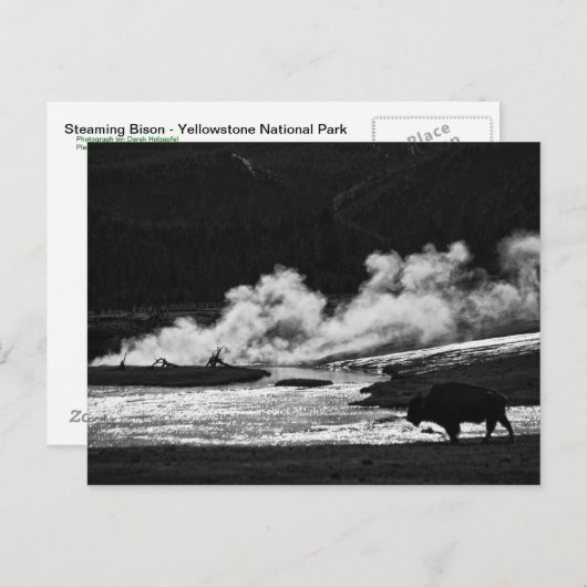Steaming Bison - Postkarte (Vorne/Hinten)