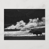 Steaming Bison - Postkarte (Vorderseite)
