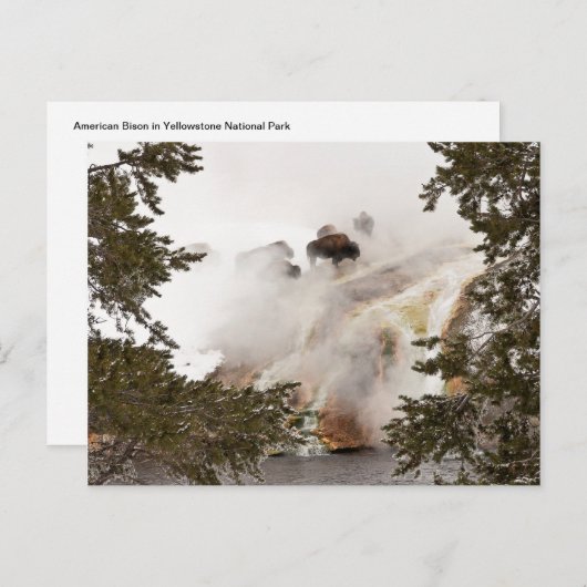 Steamy Bison Postcard Postkarte (Vorne/Hinten)