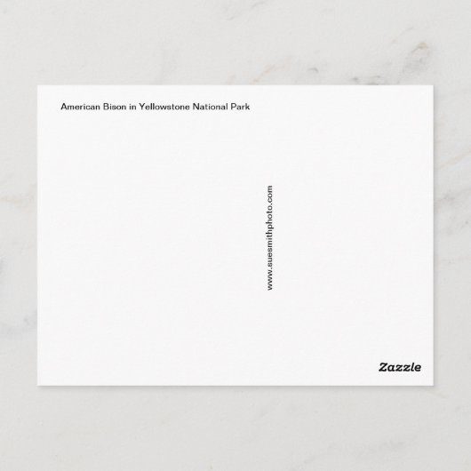 Steamy Bison Postcard Postkarte (Rückseite)