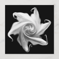 Stechapfel-Blumenknospe laden ein
