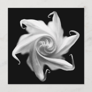 Stechapfel-Blumenknospe laden ein Einladung