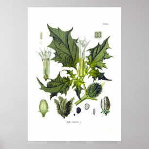 Stechapfel stramonium poster
