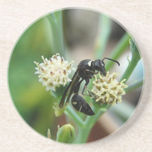 Stechen von Insekten und sukkulente Pflanze Sandstein Untersetzer