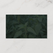 Stechende Nesseln Visitenkarte (Rückseite)
