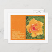 Stechginster Postkarte (Vorne/Hinten)