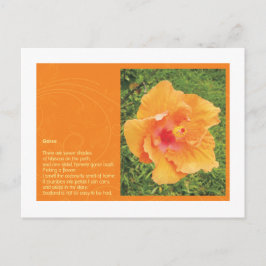 Stechginster Postkarte