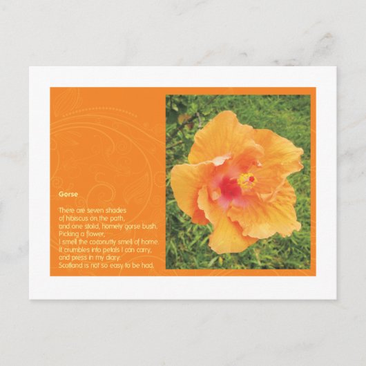 Stechginster Postkarte (Vorderseite)